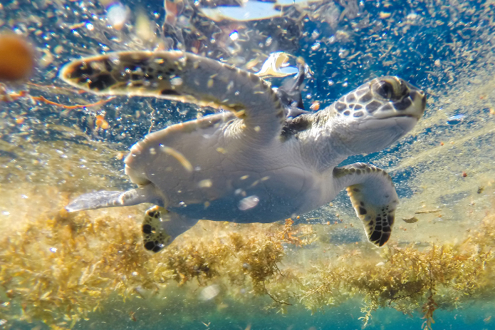 Oceanic stage green sea turtle released with solar-powered satellite tag in Sargassum habitat. Permit number NMFS-19508. Oceanic stage green sea turtle released with solar-powered satellite tag in Sargassum habitat. Permit number NMFS-19508.